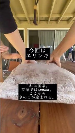 きのこ栽培。コーヒーかすも容器もリサイクル