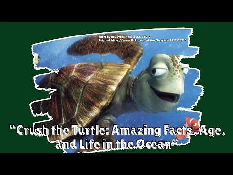 All About Crush & Green Sea Turtles: Amazing Facts, Age, and Life in the Ocean