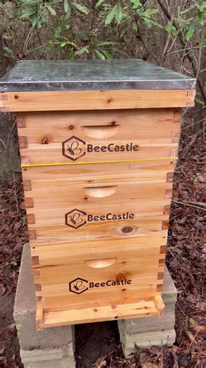 Setting Up a Beehive for Honey Production