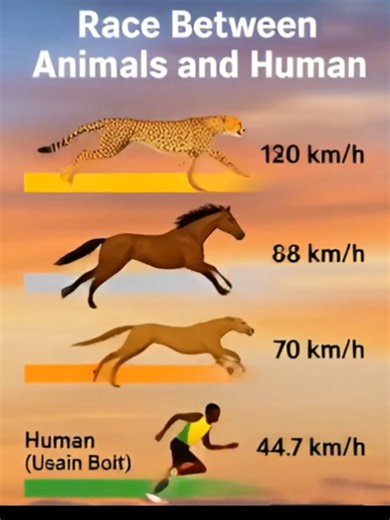 🐆 Cheetah – 120 km/h The fastest land animal on Earth! The cheetah can reach an incredible 120 km/h in just a few seconds. Built for explosive speed, with a lightweight body, long legs, and a flexible spine, it dominates short-distance sprints. 🐎 Horse – 88 km/h Powerful and strong, a horse can gallop up to 88 km/h. With muscular legs and amazing endurance, horses are built for both speed and long-distance running. 🐕 Greyhound – 70 km/h The fastest dog breed in the world! A greyhound can reac