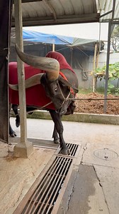 The giant horned Kankraj bull is coming out of the cowshed.🐂😈 | Bull Barn Life