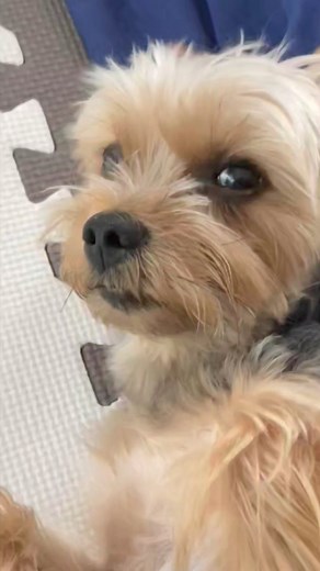 27K views · 756 reactions | If your dog is winking at you, it could be a behavior it's doing to get attention or demand attention. Do you think he means it? Coma Yorkie #comayorkie #yorkie | Coma Yorkie | Facebook