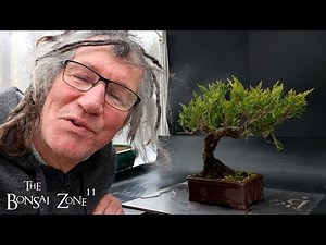 Pruning My 12 Dollar Juniper, The Bonsai Zone, Dec 2024