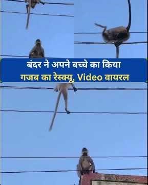 कमाल का रेस्क्यू वीडियो हो रहा है वायरल #monkey #viral #shortvideo #shorts