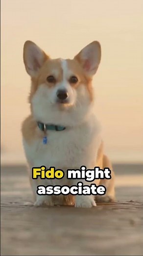 Sit, Fido, Sit A Dog Training Guide on how to sit