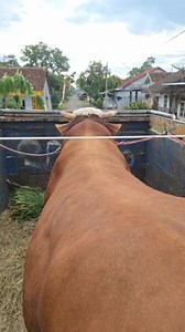 Sapi jumbo naik truk | Cerita Ternak