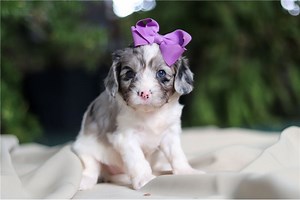 Grace - Cavapoo Puppy 287BFD