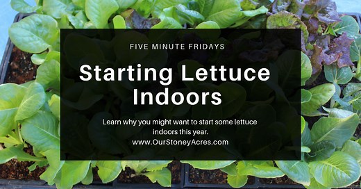 Starting Lettuce Seeds Indoors - Our Stoney Acres