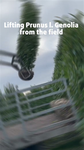 A look behind the scenes at how we lift Prunus l. Genolia from the field. Carefully loaded by crane and prepared for the next step. #prunus #treenursery #rootballseason #smitsboomkwekerij #nurserylife | Boomkwekerij Smits