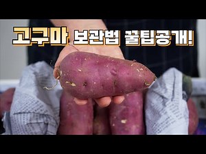 1년 이상 두어도 절대 썩지않는 고구마 보관법! 평생 써 먹는 생활의 꿀팁 대방출👍