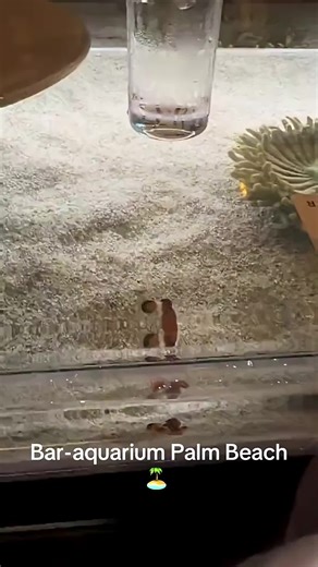 Bar aquarium in Breakers Florida #florida #breakers