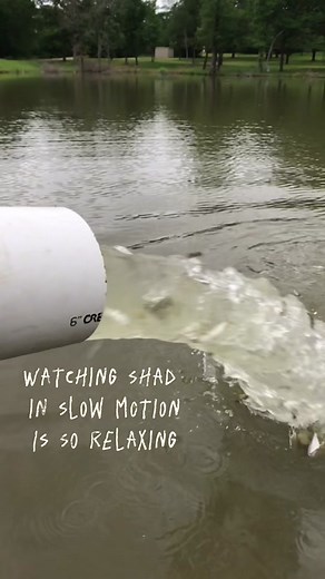 Ever considered stocking a lake with threadfin shad? It's like hitting the slo-mo button on nature's entertainment. These shimmering swimmers bring slow-motion magic to the water, creating an aquatic spectacle that's sure to grow big bass! #texasbassfishing #texas #oklahomabassfishing #lakemanagement #bassfishing #TrophyLakeFishing #dallas #fortworth #fishingclub #largemouthbass #trophybass