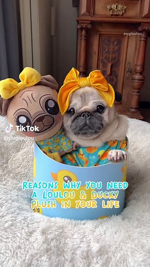 And, do YOU need this in your life? 🥹 Only less than TWO days left to get your very own Loulou & Ducky Plush! 🐥🩵 Head to the link in our bio to get yours before it’s too late! We want to thank everyone who has already ordered a plushie. Almost 1000 mini Loulou’s and Ducky’s have been adopted all around the world, which is absolutely insane! 🤯🩷 #petsoftiktok #dogsoftiktok #pug