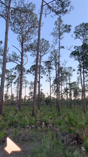 🔊Sound on! What species of birds do you hear? Corkscrew is home to a variety of habitats, including these uplands. The Prescribed Fire Team burned this area on Feb. 7th. 🎥: Audubon Staff/Allyson Webb | Audubon's Corkscrew Swamp Sanctuary