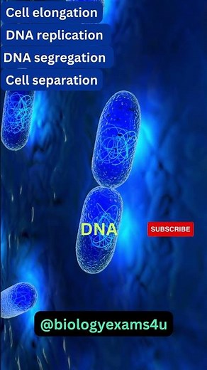 Binary Fission in Bacteria 3D Animation | Microbiology @biologyexams4u