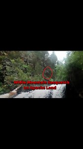 Apache Sasquatch, Minerva Bigfoot & Mohawk River Giant Hominid Creature (Full Videos in Comments) #creature #sasquatch #bigfoot #giant #Hominid | Rocky Mountain Sasquatch Organization