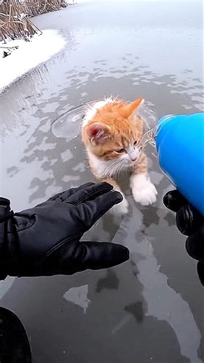 POV I found this Cats stuck in the lake #shorts