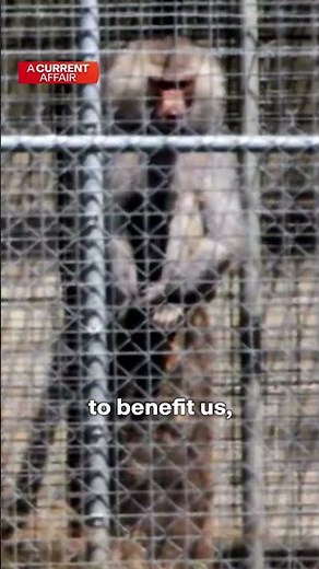 Secret Government baboon facility under scrutiny | A Current Affair