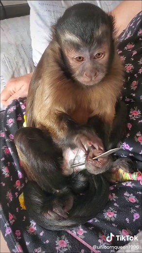 Minnie the Capuchin Monkey Filing Her Nails
