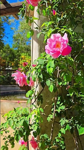 Descanso Gardens: A 4K Journey Through California's Floral Oasis
