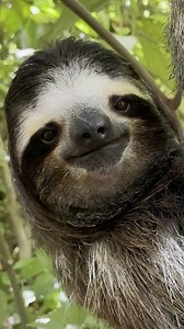 POV: You found the most handsome sloth you have ever seen 👀 ❤️ 🦥 How would you name it? . 🌐 Visit our website for more sloth content and news! . #cute #handsome #sloth #costarica #pedro | The Sloth Conservation Foundation