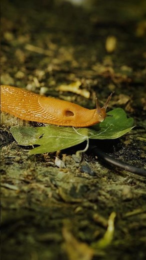 The sound of a slug sliding 🐌 #natureasmr #science