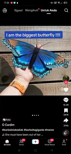 Giant Butterfly: The Biggest Fly Ever - Real Footage