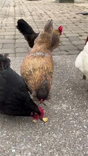 Chickens 🐓