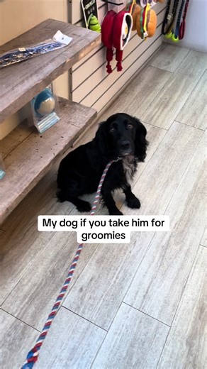 This spaniel doesn’t like to do what this spaniel doesn’t like to do 🙈 #cockerspaniel