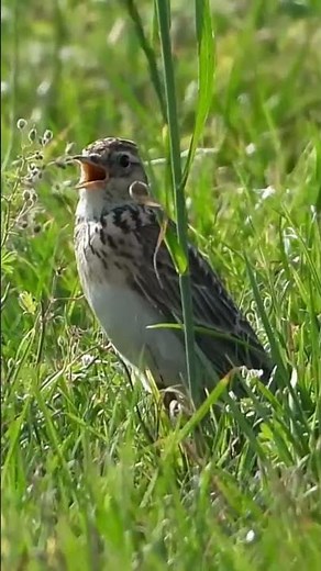 Śpiew skowronka 12. 06. 2026 #birds #nature #skowronek