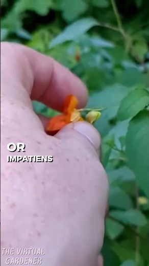 touch-me-not: the explosive seed launcher