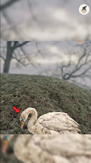 😨Can Swans Die From Losing Their Mate? 💔🦢