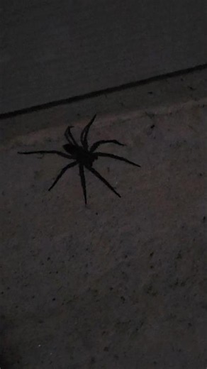 Huge Wolf Spider - Almost Palm Sized!!
