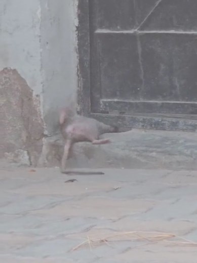 Mouse Enters Houses in a Curious Way