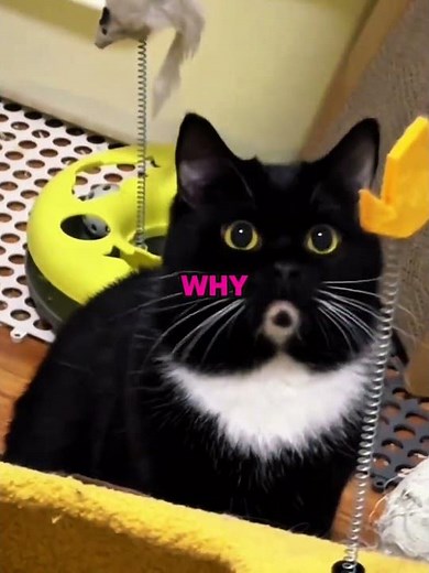 Why Tuxedo Cats Always Wear the Same “Outfit”