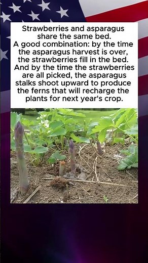 Asparagus and Strawberries Are the Perfect Pair, Filling Each Other’s Growing Gaps.