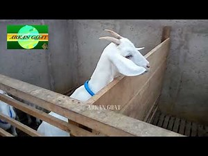 La técnica o método de ordeño de cabras