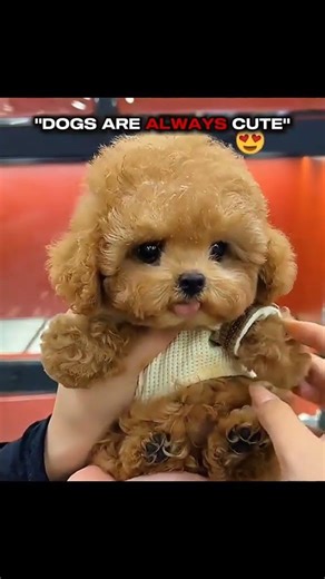 cute sa puppy