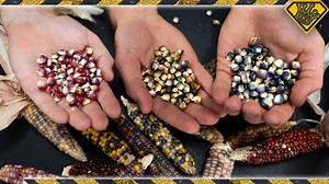 We turned colored corn actually into real, edible colored popcorn