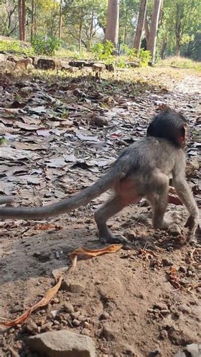 Wildlife Monkey in Amber troop 🤣💕❤️💕😂 #animalmonkey #wildlife #animals #babymonkey