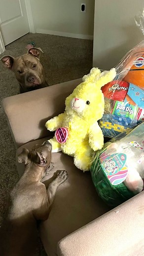 127K views · 4K reactions | Happy Easter From Reign & Royal  They opened easter baskets last night. ❤️ #dogs #dogslovers #dogsofinsta #dogmom #cutedogs #funnydogs #dogsofinstagram #easter #EasterSunday #explore #viral #viralreels | reignstormpit | Facebook