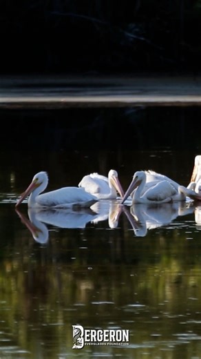 There are over 360 species of birds in the Everglades. They can be placed into three groups – wading birds, land birds and birds of prey. The Everglades is one of the best places in the world to easily observe many diverse species! . . . #Savetheglades #LongLivetheEverglades #BergeronEvergladesFoundation #SawgrasstoSeagrass #TheJourneyofWater #FloridaEverglades #Everglades #wildflorida #swampstories #conservationmatters | Bergeron Everglades Foundation