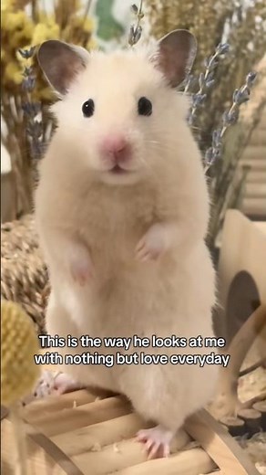 He’s so clingy 🥹❤️ #hamster #pets #cute #animals #funnypets #funny #cuteanimals #syrianhamster