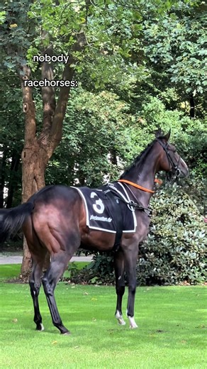 Exploring the World of Racehorses and Equestrian Sports