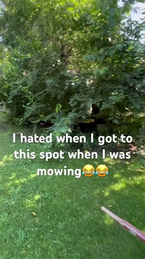 Trimming up the bush and tree line! # #viral #fyp #yardwork #trimming #work #tree #bush #cutedog