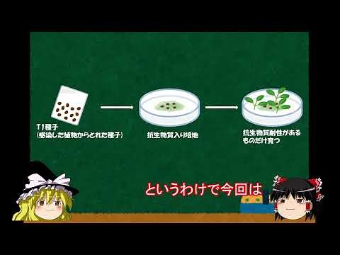 アグロバクテリウム法を用いた植物の形質転換【ゆっくり解説】