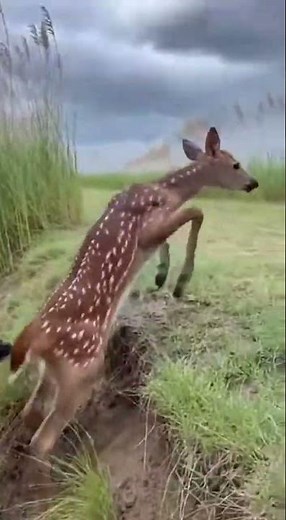Mother Deer Saves Fawn 🦌💞 #DeerLove #Wildlife #Nature