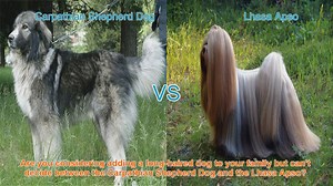 Carpathian Shepherd Dog vs. Lhasa Apso: A Comparison of Long-Haired Breeds