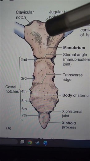 Brief overview of the sternum #anatomy