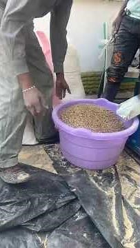 Animal Feeds Pellet Making Machine in Kenya |Affordable for Farmers 0700007552 #pelletmakingmachine